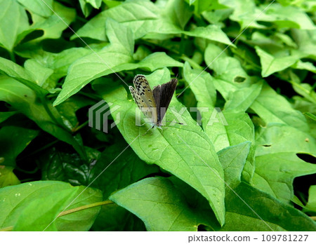 大和Shizimi 109781227