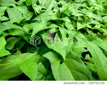 Yamato Shizimi 109781230