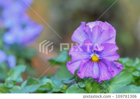 Cute frilly petal pansies 109781306