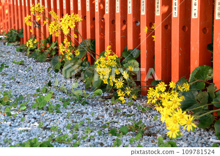 Ryugu Shrine 109781524