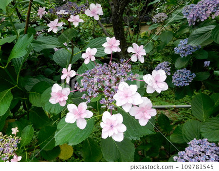 京都梅宮大社繡球花 109781545