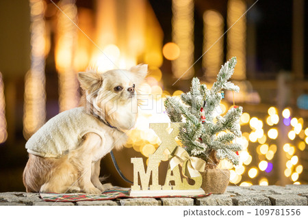 Cream colored chihuahua wearing clothes and illumination Cream colored chihuahua wearing clothes and illumination 109781556