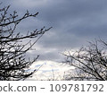 與冬天天空日出和樹枝的風景 109781792