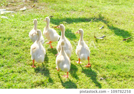 duck or duckling ,ducks 109782258