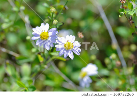 purple Bellis perennis , purple daisy or Aster tataricus or Tatarian Aster or Tatarian Daisy or Tatarinows Aster or Asteraceae or Astereae or Aster or Aster indicus or Kalimeris incisa or Blue Star purple Bellis perennis , purple daisy or Aster tataricus or Tatarian Aster or Tatarian Daisy or Tatarinows Aster or Asteraceae or Astereae or Aster or Aster indicus or Kalimeris incisa or Blue Star 109782260