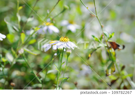 purple Bellis perennis , purple daisy or Aster tataricus or Tatarian Aster or Tatarian Daisy or Tatarinows Aster or Asteraceae or Astereae or Aster or Aster indicus or Kalimeris incisa or Blue Star purple Bellis perennis , purple daisy or Aster tataricus or Tatarian Aster or Tatarian Daisy or Tatarinows Aster or Asteraceae or Astereae or Aster or Aster indicus or Kalimeris incisa or Blue Star 109782267