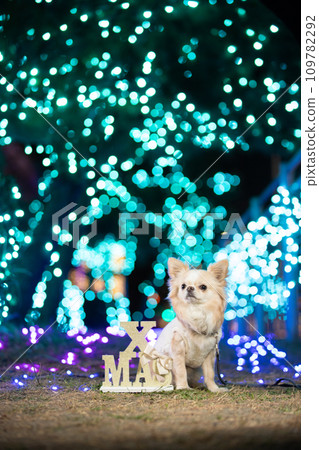 A cream-colored Chihuahua sitting in clothes and illuminations 109782292