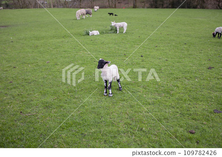 lamb with black face lamb with black face 109782426