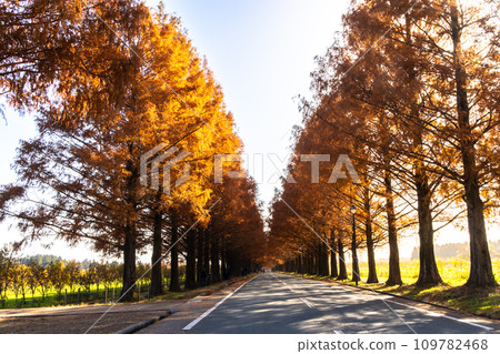 水杉行樹 109782468