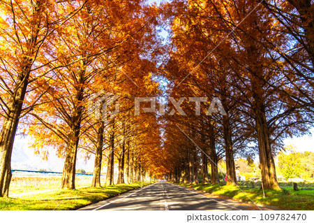 水杉行樹 109782470