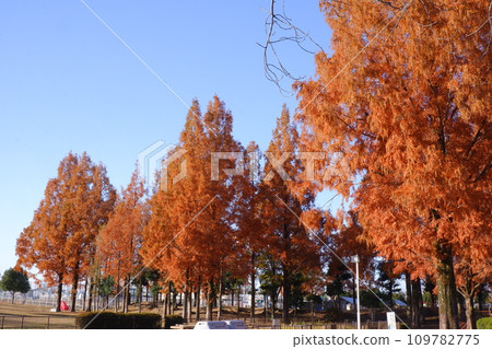 冬天水杉Namiki 109782775