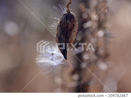 Glittering fluff of aspen fluff 109782867