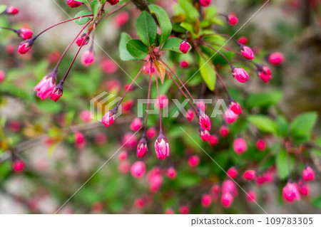 Blooming flower seaweed ~Spring day~ Blooming flower seaweed ~Spring day~ 109783305