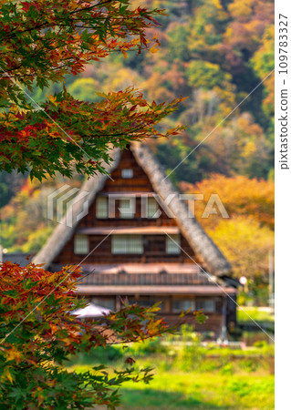 Gokayama Gassho-zukuri village surrounded by autumn leaves 109783327
