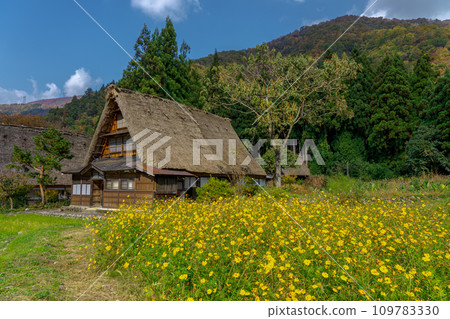 被秋葉包圍的五箇山合掌村 109783330