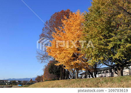Ginkgo promenade Ginkgo promenade 109783619