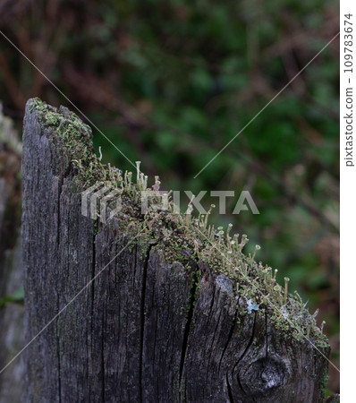 Plank from an old wooden rural fence. 109783674