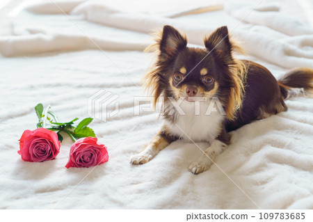Chihuahua and rose flower on white blanket 109783685