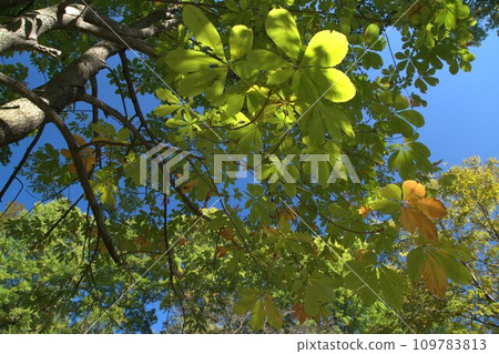 Horse chestnut 109783813