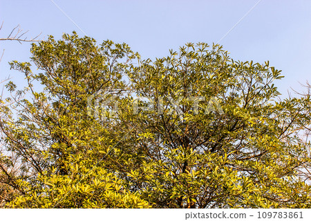 A picture of tree with selective focus A picture of tree with selective focus 109783861