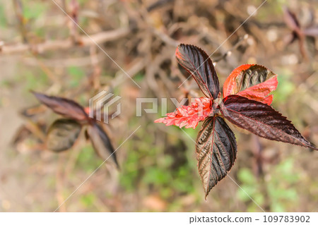 A picture of leafs with selective focus 109783902