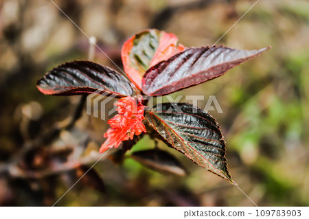 A picture of leafs with selective focus 109783903