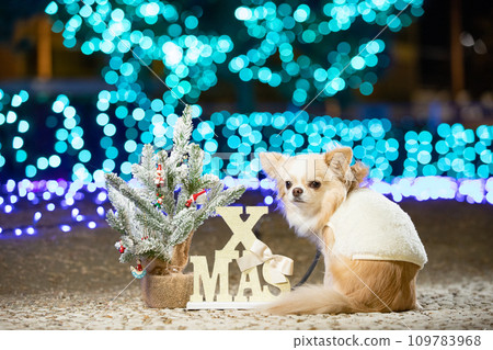 奇瓦瓦狗和聖誕樹坐在燈光的背景上 奇瓦瓦狗和聖誕樹坐在燈光的背景上 109783968