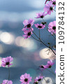璀璨夜景下綻放的波斯菊 109784132