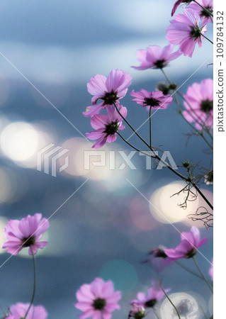 璀璨夜景下綻放的波斯菊 璀璨夜景下綻放的波斯菊 109784132