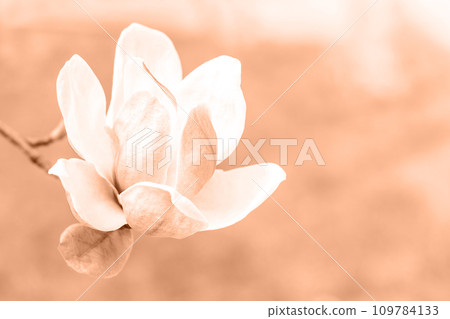 Color of the year 2024 Peach fuzz. Magnolia flower on blurred background. 109784133
