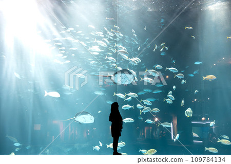 四國水族館的巨大水箱 四國水族館的巨大水箱 109784134