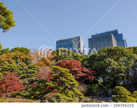 秋天的皇居東御苑、二之丸庭園的秋葉和大手町的建築物 109784158