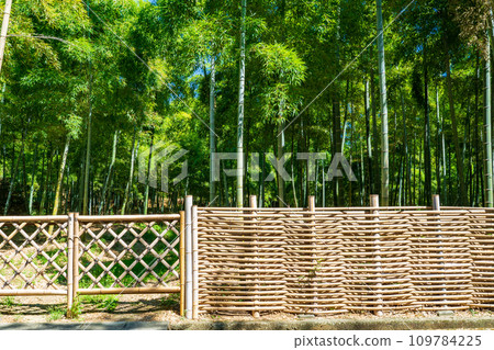 京都府向日市,竹徑,竹柵欄 京都府向日市,竹徑,竹柵欄 109784225