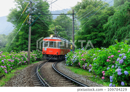 箱根登山電車_繡球花和繡球花列車盛開的景色 109784229