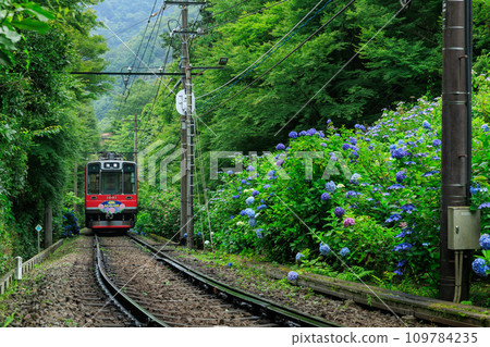 Hakone Tozan Train_Scenery of hydrangea and hydrangea train in full bloom 109784235