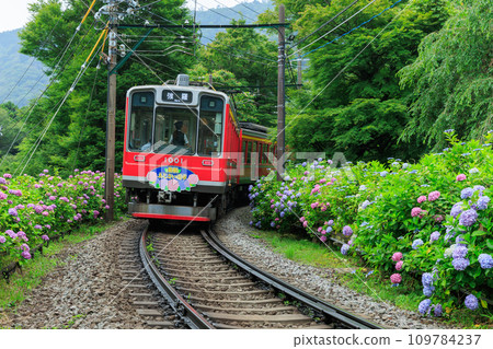 Hakone Tozan Train_Scenery of hydrangea and hydrangea train in full bloom Hakone Tozan Train_Scenery of hydrangea and hydrangea train in full bloom 109784237