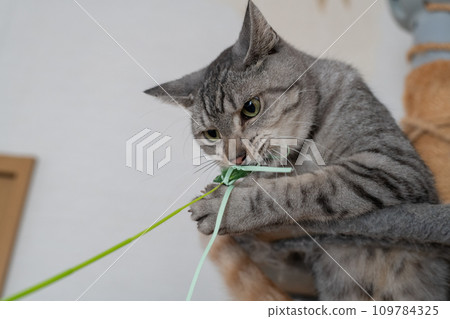 Sabatra cat, a cat that plays with cats 109784325