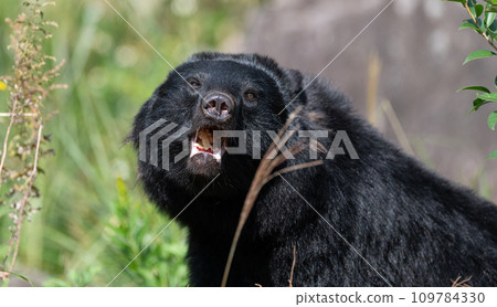 亞洲黑熊 109784330