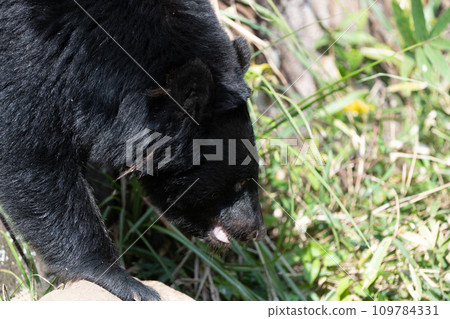亞洲黑熊 109784331