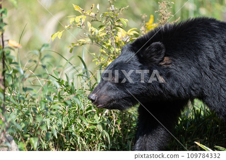 亞洲黑熊 109784332