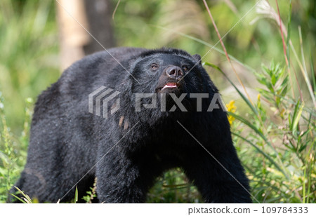Asian black bears 109784333