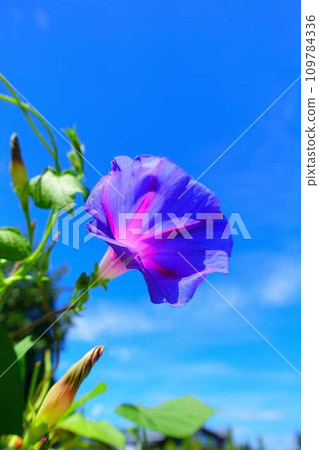 牽牛花牽牛花牽牛花 109784336