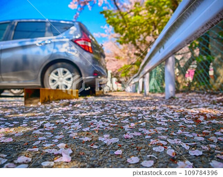 cherry blossom petal parking lot cherry blossom petal parking lot 109784396