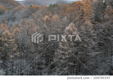 Collaboration of autumn leaves of larch and snow 109784397