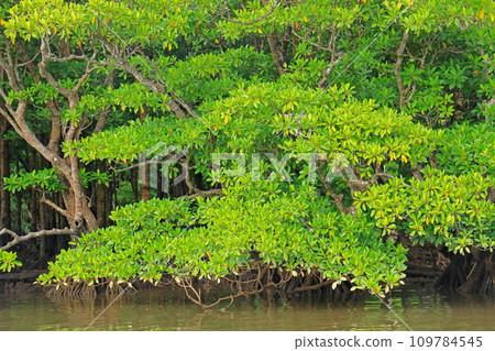 Iriomote Island Nakama River Mangrove Japan's largest mangrove forest 109784545