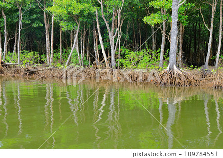 Iriomote Island Nakama River Mangrove Japan's largest mangrove forest Iriomote Island Nakama River Mangrove Japan's largest mangrove forest 109784551