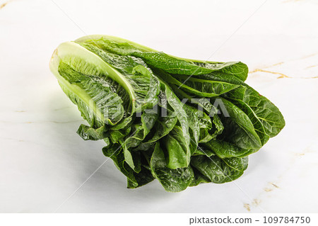 Green fresh juicy Romano salad 109784750
