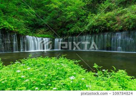 群馬縣_白絲瀑布的風景 109784824