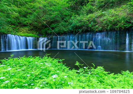 群馬縣_白絲瀑布的風景 109784825