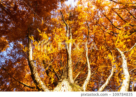 Metasequoia Tree Line 109784835